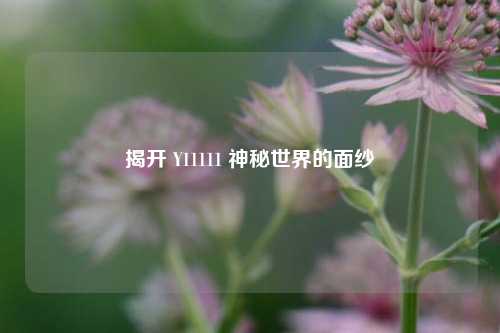 揭开 Y11111 神秘世界的面纱
